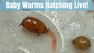 Baby Worms Hatching Live - Red Wiggler Babies