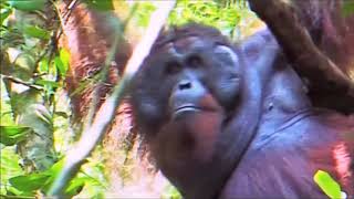 Jay Galiano &amp; Leena Justin ¨My City¨ (Documentary Save The Earth ) Duet Version