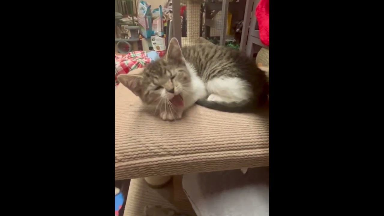 Enlarge Stitch, an adoptable Domestic Short Hair in Tillamook, OR video 4/6