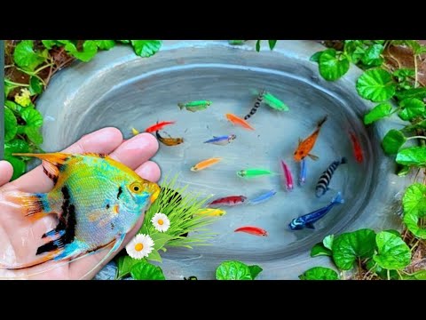 Catching Glofish Tiger, Panda Goldfish, Molly Fish, Manfish & Comet Fish