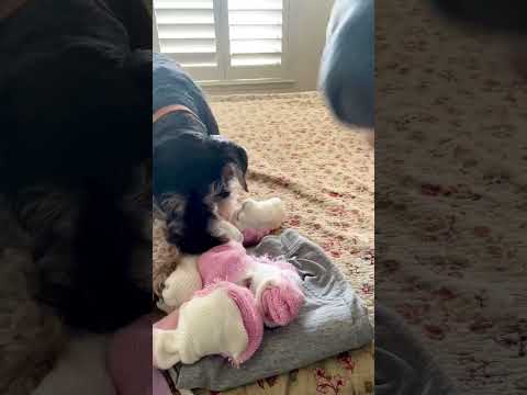 My Dog “Helping” Me Fold Socks! Funny #minischnauzer