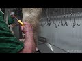 Lamb Slaughterhouse - Continuous stabbing