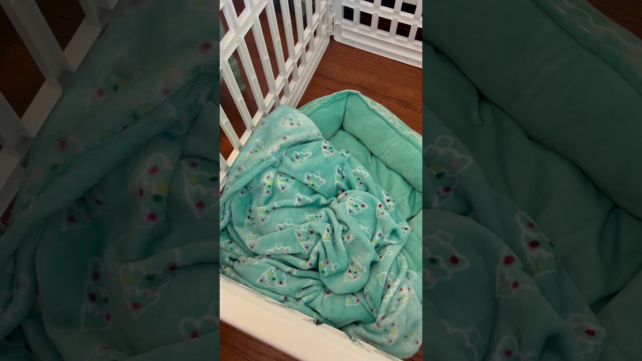 Daisy May in TN, a Adoptable Dachshund in Shelbyville, TN video 4/5