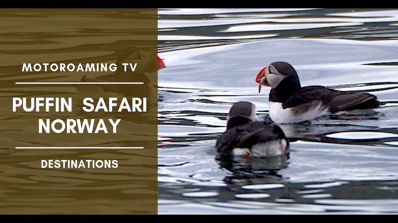 Join travelers as they embark on puffin safari adventure.