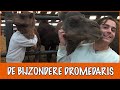 Wat bijna niemand weet over de bulten van een kameel? | DierenpraatTV