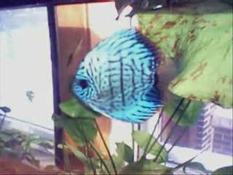 Tropical Aquarium Fish (Discus) Caring For Eggs