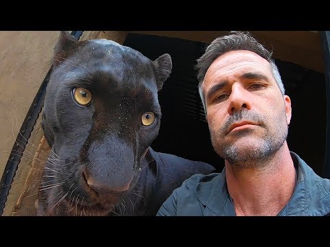 How To Move A Leopard | The Lion Whisperer