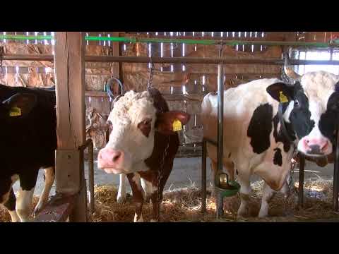 Isplati li se uzgajati muzne krave? - Zlatno klasje #250