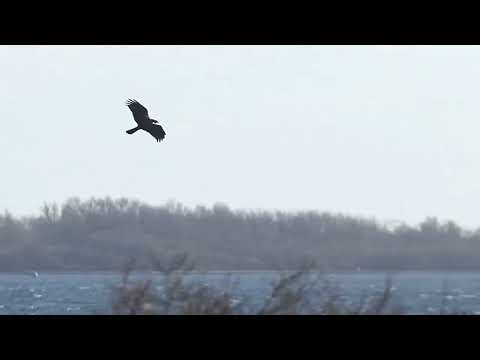 Rondje Schouwen Duivenland, Grijze wouw, bruine kiekendief en wintervogels #88