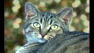 Jingle Cats - Angels We Have Heard On High