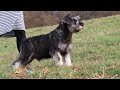 Miniature Schnauzer dogs for sale: Ethan - Video 1