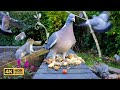 [NO ADS] Cat TV for Cats to Watch 😸 Birds & Squirrels eat on a wall 🕊️🐿️ Bird Videos & Cat Games