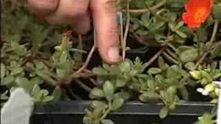 Purslane and portulaca are related but very different