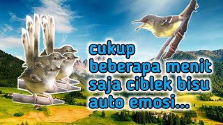 Download lagu pancingan suara ciblek bisu,cukup 2menit saja ciblek mana pun langsung emosi dan ngebren‼️ mp3