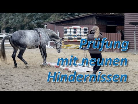 Wie reagiert Falco jetzt auf neue Herausforderungen? Hat das Gelassenheitstraining etwas gebracht?