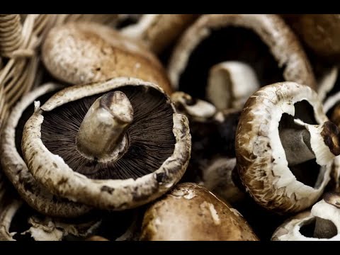 Portobello Mushrooms 101 - Preparation Tips