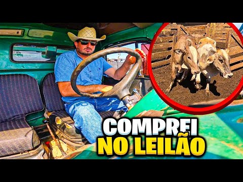 APROVEITEI E COMPREI ESSE GADO NO LEILÃO