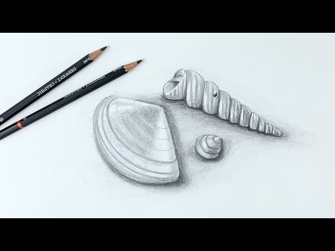 How to draw realistic shells still life