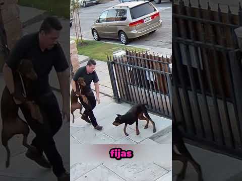 El repartidor que salvó a estos perros 🐶