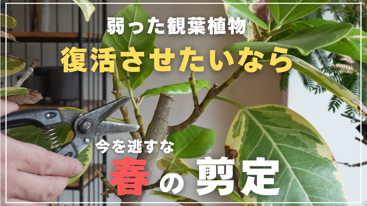 【必ず4月中に！】今すぐ知っておきたい春の剪定！【観葉植物】