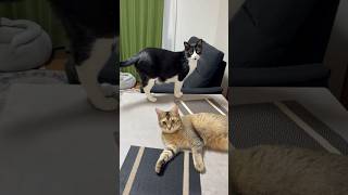 我が物顔でテーブルを占領するやつら #shorts