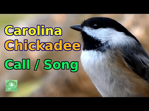 Carolina chickadee call / song & meanings