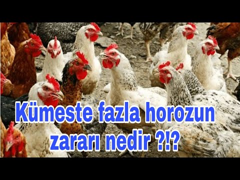 Kümeste Hangi Hayvan Var - 3+1