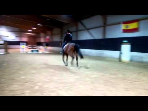 Contendro II x Coriander zu verkaufen