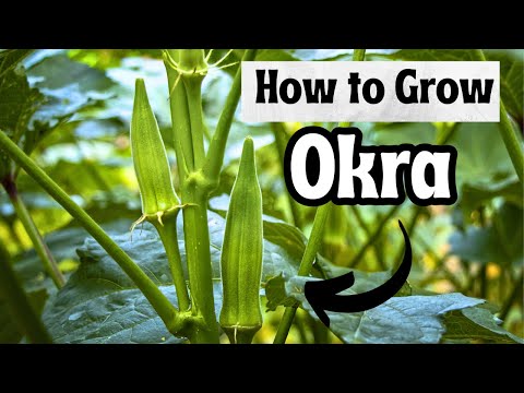 How to Grow Okra From Seed | Complete Guide