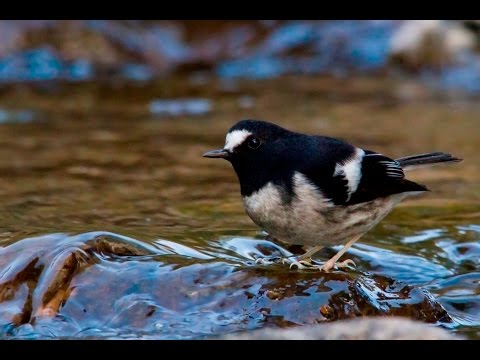 vidličiarka malá (Enicurus scouleri) — hlas a správanie v prírode