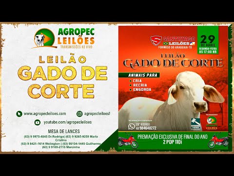Agropecleiloes.com - LEILÃO GADO DE CORTE  | SANTHYAGO LEILÕES - FORMOSO DO ARAGUAIA-TO| 29/04/2024