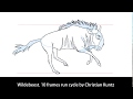 Wildebeest 10 Frames Run Cycle By Christian Kuntz