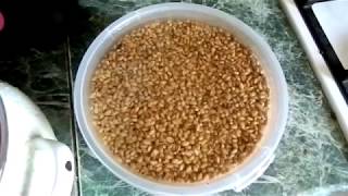 Как приготовить пшено для рыбалки на плотву
