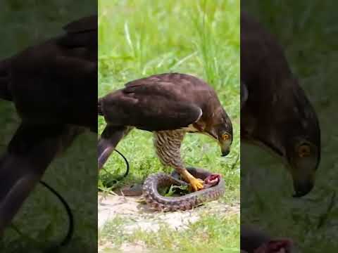 ????Eagle vs King Cobra By Wild Battles