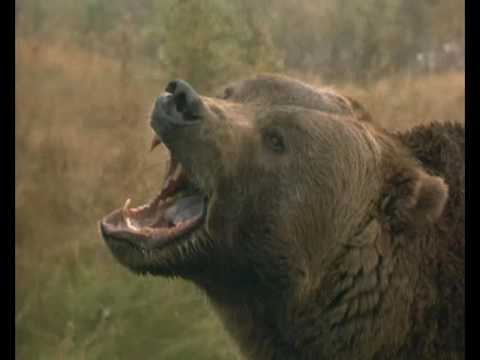 Video $Grizzly Falls