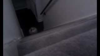 Rock the cat stalking up the stairs