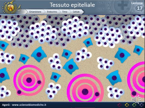 Istologia 17 - Endocrino - Timo