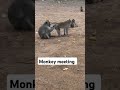 Video Monkey Meeting Video Challenge Viral Viral Video Challenge