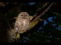 Strix Aluco Tawny Owl 1 Mating Sound Of Male
