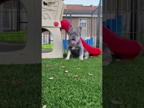 Video 4