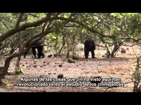 The Changing Ape