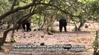 Nat Geo - The Changing Apes Part1/6.rmvb