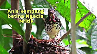 Download lagu Pancingan suara anis kembang betina ngecis nritik ampuh menaikan birahi anis kembang macet mp3
