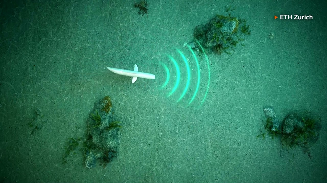 "BELLE" IL PESCE ROBOT