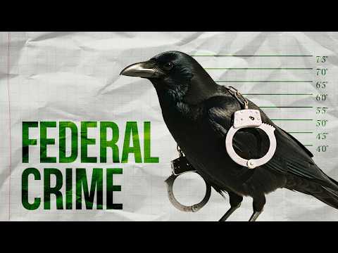 Why Owning a Crow Is ILLEGAL in the United States
