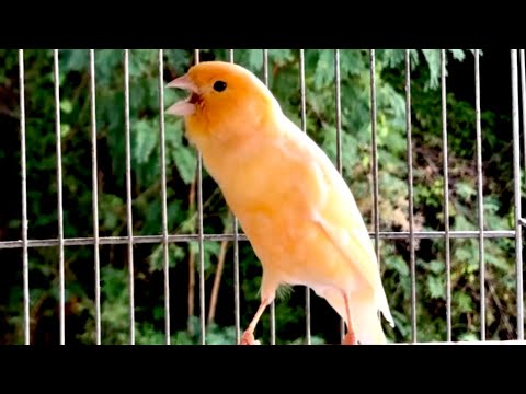 Canto CANÁRIO BELGA Para Ensinar Filhotes