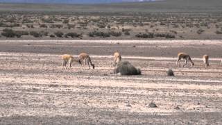 preview picture of video 'Vicunas, Arequipa Peru'