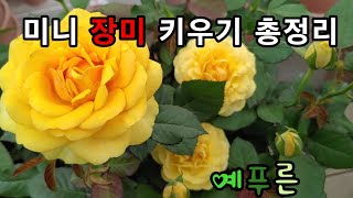 우리집에서 장미  키우기 총정리