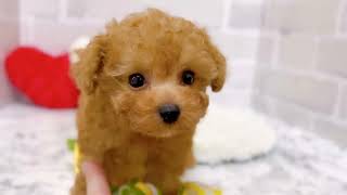 ティーカッププードルの動画02