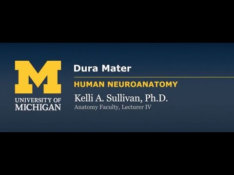 Nervous System: Dura Mater